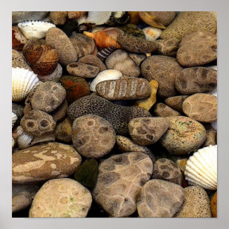 Petoskey Stones met Shells l Poster