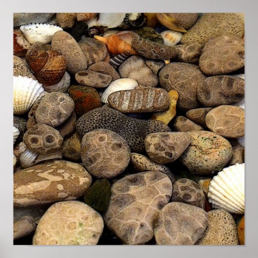 Petoskey Stones met Shells l Poster (Voorkant)