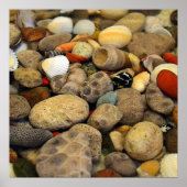 Petoskey Stones met Shells Poster (Voorkant)