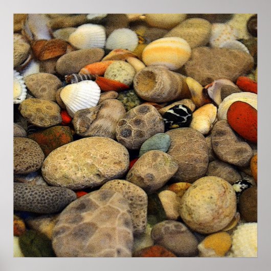 Petoskey Stones met Shells Poster (Voorkant)