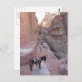 Petra Donkey Briefkaart (Voorkant / Achterkant)