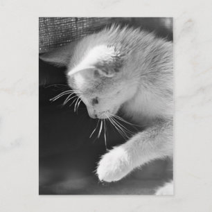 Petra Poised Briefkaart