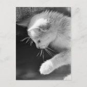 Petra Poised Briefkaart (Voorkant)