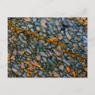 Petrified Dinosaur Bone Briefkaart