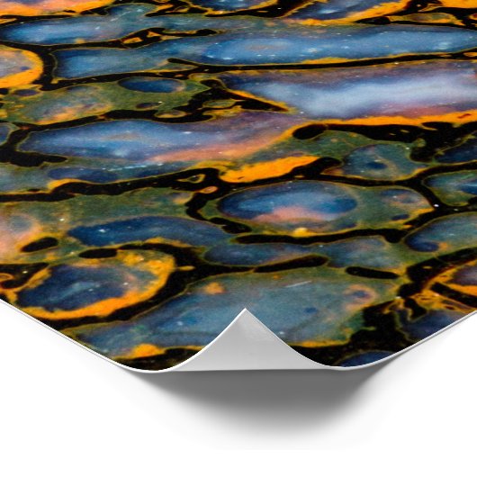 Petrified Dinosaur Bone Poster (Hoek)