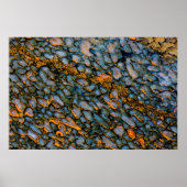 Petrified Dinosaur Bone Poster (Voorkant)