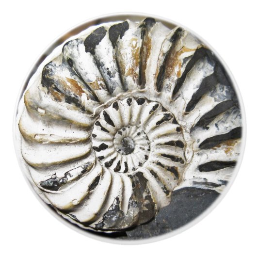 Petrified Nautical Fossil Spiral Ceramic Knob. Keramische Knop (Voorkant)