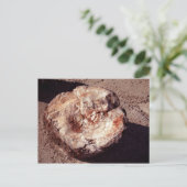 Petrified Wood Log met Shadows Arizona Foto Briefkaart (Staand voorkant)