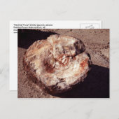 Petrified Wood Log met Shadows Arizona Foto Briefkaart (Voorkant / Achterkant)