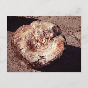 Petrified Wood Log met Shadows Arizona Foto Briefkaart