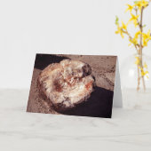 Petrified Wood Log met Shadows Arizona Foto Kaart (Gele Bloem)