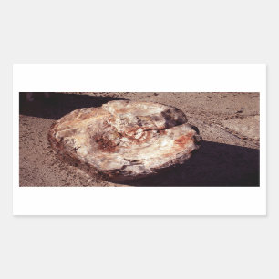 Petrified Wood Log met Shadows Arizona Foto Rechthoekige Sticker