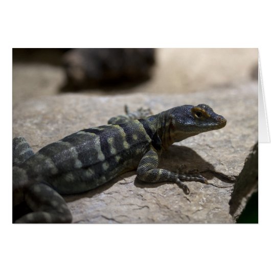 Petrosaurus thalassinus (Voorkant Horizontaal)