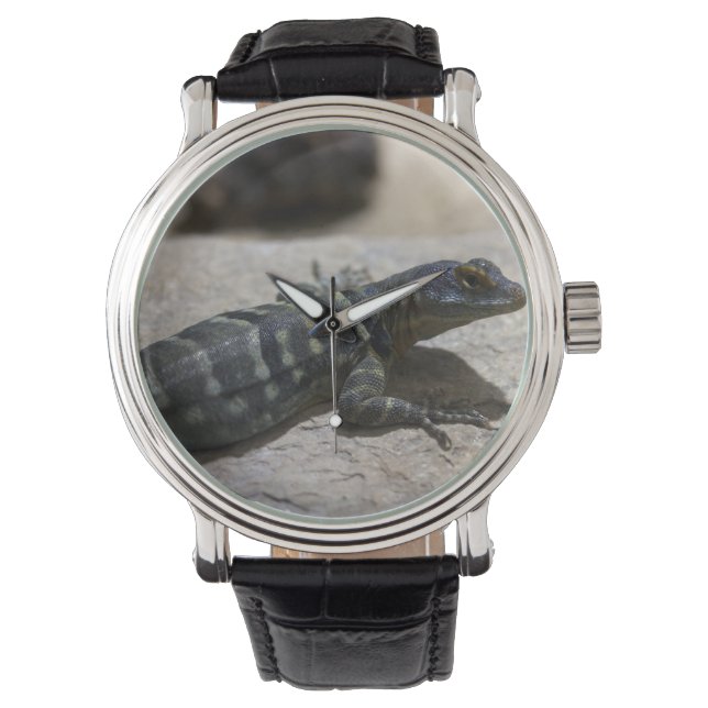 Petrosaurus thalassinus horloge (Voorkant)
