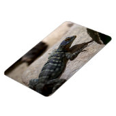 Petrosaurus thalassinus magneet (Linkerzijde)