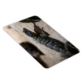 Petrosaurus thalassinus magneet (Rechterzijde)