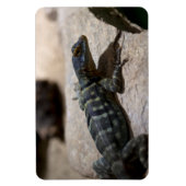 Petrosaurus thalassinus magneet (Verticaal)