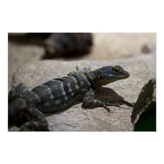 Petrosaurus thalassinus poster (Voorkant)