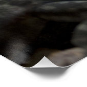 Petrosaurus thalassinus poster (Hoek)