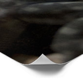 Petrosaurus thalassinus poster (Hoek)