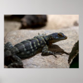 Petrosaurus thalassinus poster (Voorkant)