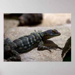 Petrosaurus thalassinus poster