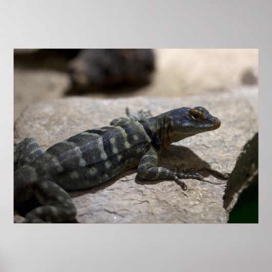 Petrosaurus thalassinus poster (Voorkant)