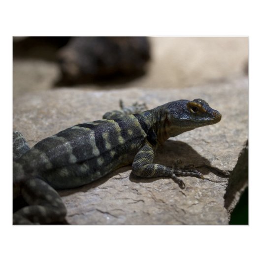 Petrosaurus thalassinus poster (Voorkant)