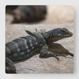 Petrosaurus thalassinus vierkante klok