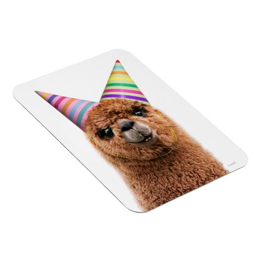 Petten van Alpaca Wearing Party Magneet (Rechterzijde)