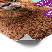 Petten van Alpaca Wearing Party Poster (Hoek)