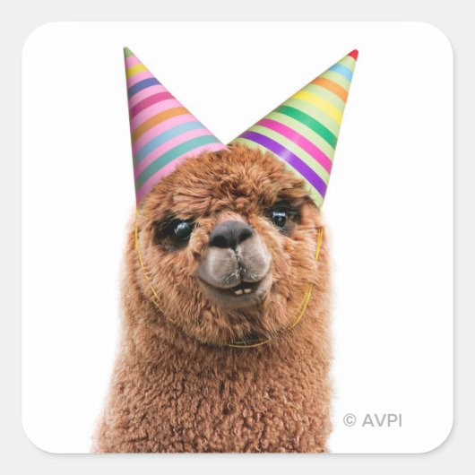 Petten van Alpaca Wearing Party Vierkante Sticker (Voorkant)