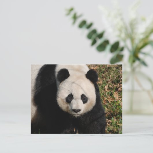 Petulant Panda Beer Briefkaart (Staand voorkant)