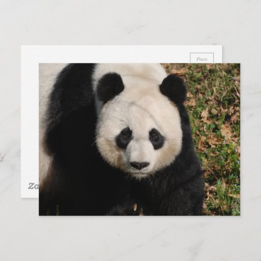 Petulant Panda Beer Briefkaart (Voorkant / Achterkant)