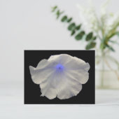 Petunia Blue Glow Briefkaart (Staand voorkant)