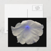 Petunia Blue Glow Briefkaart (Voorkant / Achterkant)