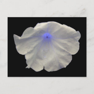 Petunia Blue Glow Briefkaart