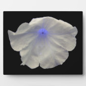 Petunia Blue Glow Plaque Fotoplaat (Voorkant)