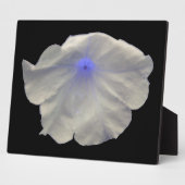 Petunia Blue Glow Plaque Fotoplaat (Zijkant)