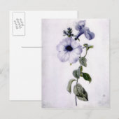 Petunia Briefkaart (Voorkant / Achterkant)