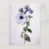 Petunia Briefkaart (Voorkant)