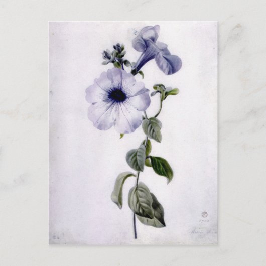 Petunia Briefkaart (Voorkant)