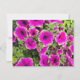 Petunia Briefkaart