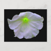 Petunia Bright Green Briefkaart (Voorkant)