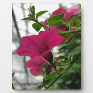 Petunia Fotoplaat
