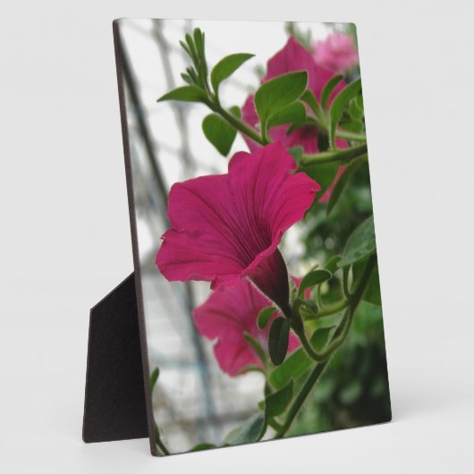 Petunia Fotoplaat (Zijkant)