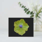 Petunia Green en Blue Briefkaart (Staand voorkant)