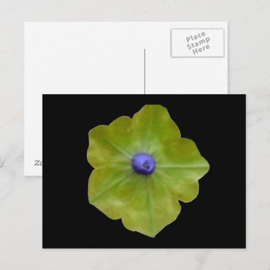 Petunia Green en Blue Briefkaart (Voorkant / Achterkant)