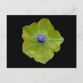 Petunia Green en Blue Briefkaart (Voorkant)