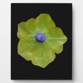 Petunia Green en Blue Plaque Fotoplaat (Voorkant)